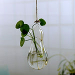faire pousser une plante germée