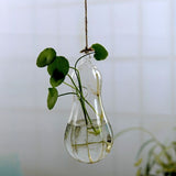 faire pousser une plante germée