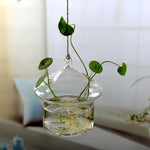 germination aquatique plante 